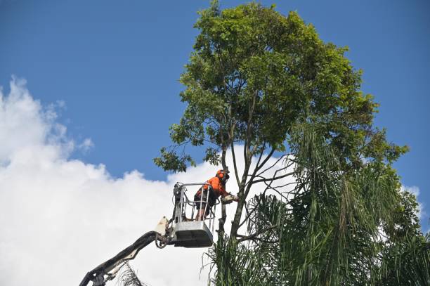 How Our Tree Care Process Works  in  Atwood, TN